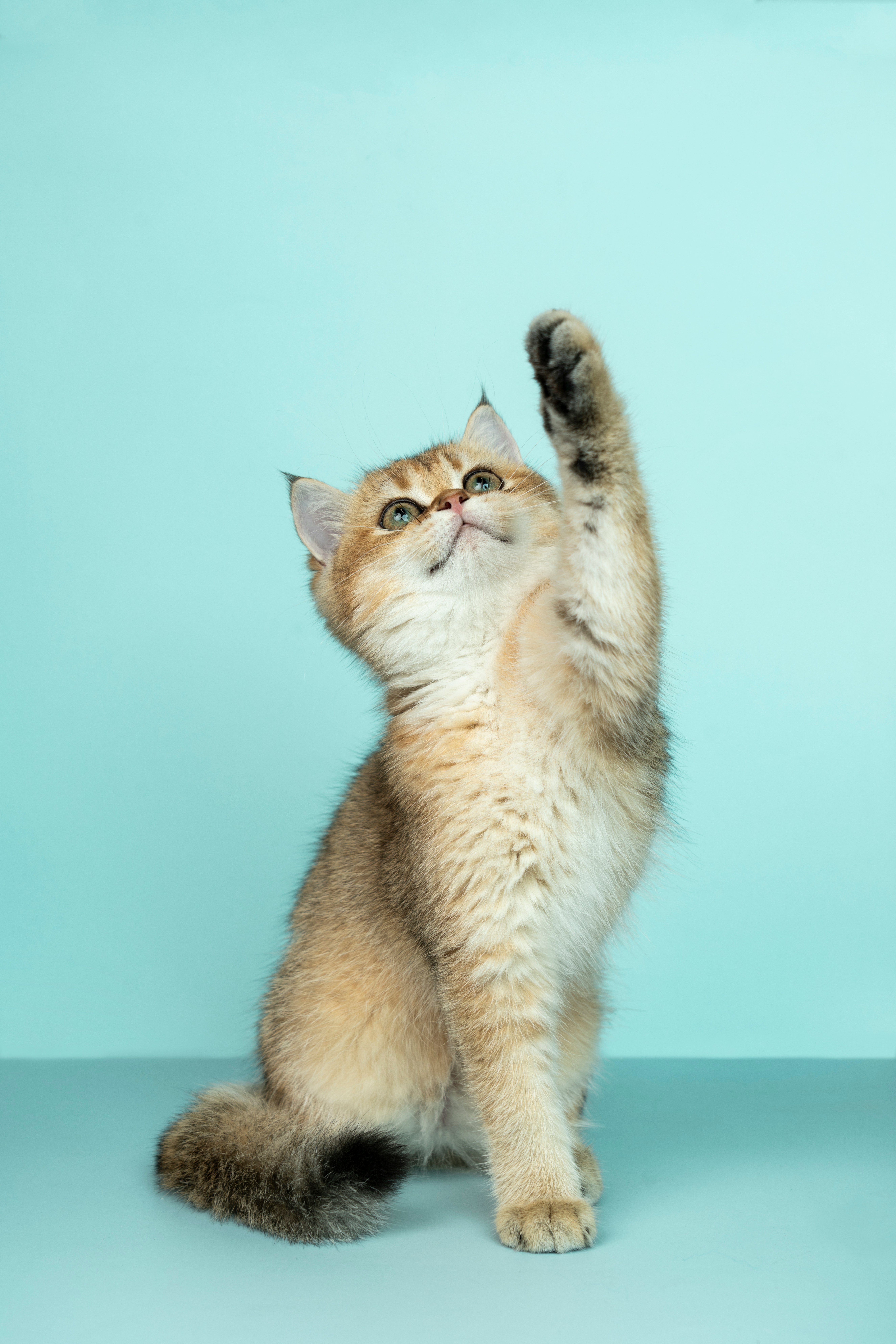 Cat-image